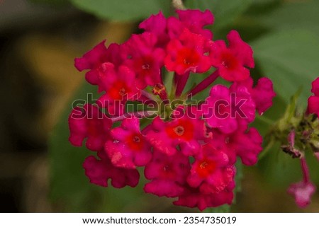 Close up photo of flowers of multi colored lantana plant