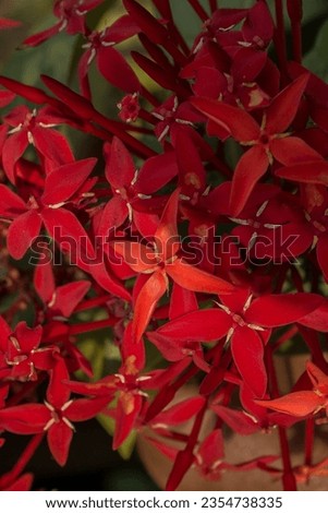 Photo of a bucket of red soka flowers from a plant (Jungle geranium)