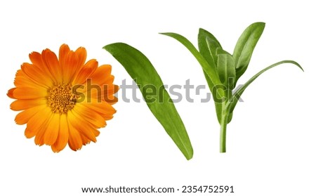 Calendula officinalis flower isolated on white background. Yellow marigold flower blossom and leaf for design.