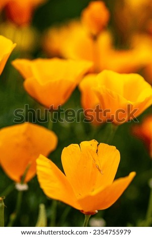 Field of orange California poppies 