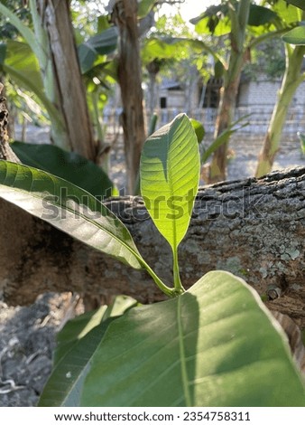Detail of mango leaves at the morning with banana tree background