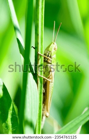 Green field grasshopper (Pseudochorthippus parallelus) seen in his habitat.  Royalty-Free Stock Photo #2354761125