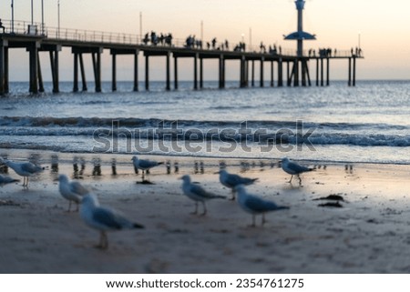 Seagulls walking on the jetty in Adelaide, Australia. High quality photo
