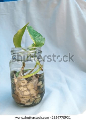 An indoor ornamental plant in a glass jar, isolated on white background. Home gardening concept.