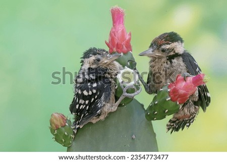 Two young Sunda pygmy woodpeckers are foraging on a wild growing cactus tree. This strong-beaked bird has the scientific name Dendrocopos moluccensis.