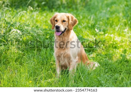 Portrait from beautiful golden retriever on summer day surround green grass