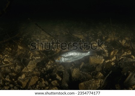 Rutilus roach during night dive. Roach is swimming on the bottom of the lake. Night dive in fresh water. 