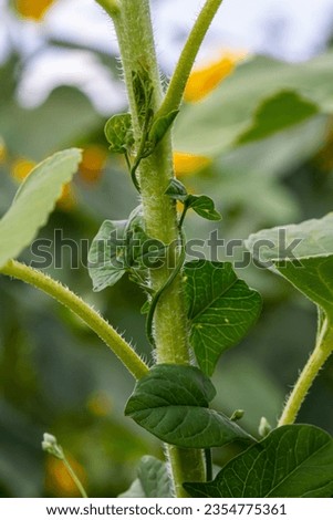 Field bindweed or Convolvulus arvensis European bindweed Creeping Jenny Possession vine herbaceous perennial plant with open and closed white flowers surrounded with dense green leaves. Royalty-Free Stock Photo #2354775361