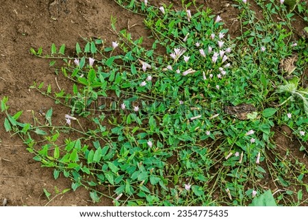 Field bindweed or Convolvulus arvensis European bindweed Creeping Jenny Possession vine herbaceous perennial plant with open and closed white flowers surrounded with dense green leaves. Royalty-Free Stock Photo #2354775435
