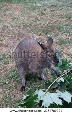 Kangaroo eating fresh maple leaves