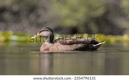 A duck swims on the lake