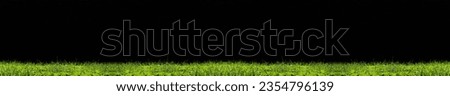 fresh Green grass. isolated on black background. green wheat grass on dark backdrop. 