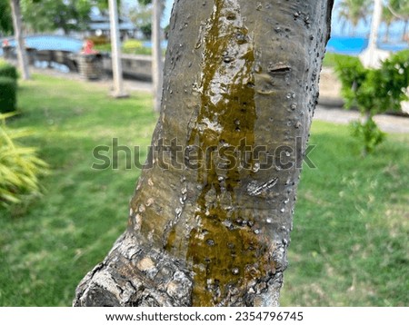 the outer surface of the tree bark