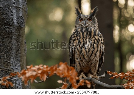 Autumn in nature with an Eurasian eagle-owl (Bubo bubo), sits on a tree branch with orange leaves in an oak forest. Portrait of a owl in the nature habitat. 