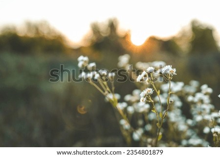 Daisies on the field at sunset, beautiful summer background.