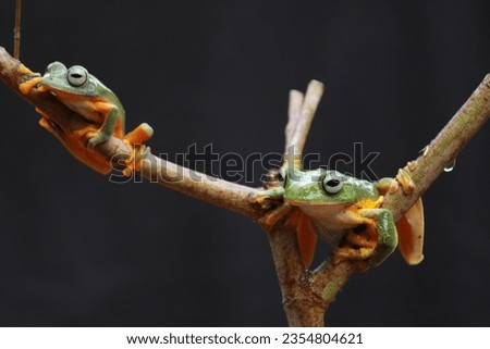 two frogs holding on to a tree trunk