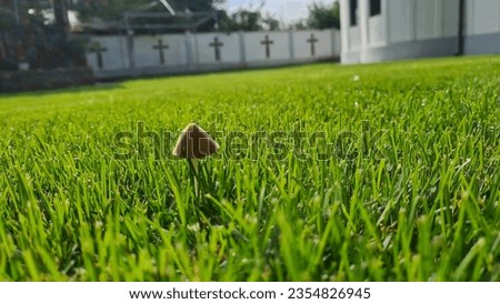 A mushroom growing in cut grass with a fence with crosses in the blurry background 