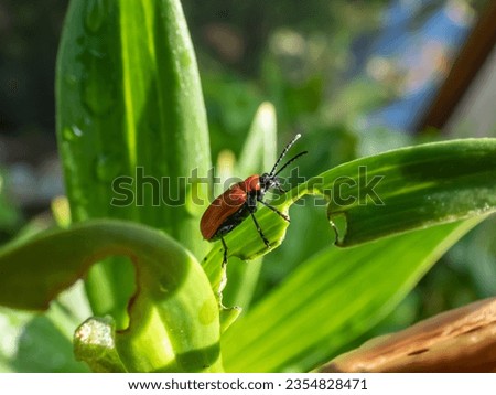 Macro shot of adult scarlet lily beetle (Lilioceris lilii) sitting on a green lily plant leaf blade in garden. Its forewings are bright scarlet and shiny. Legs, eyes, antennae and head are black