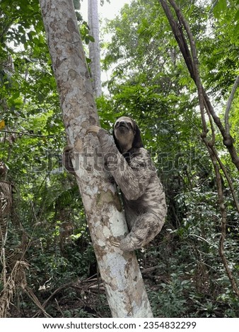 Sloth climbing a tree on tropical rainforest Amazon