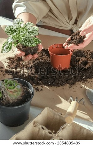 Garden,gardening home. Girl replanting green pasture in home garden.agriculture,indoor garden,room with plants banner Potted green plants at home, home jungle,Garden room gardening, Plant room