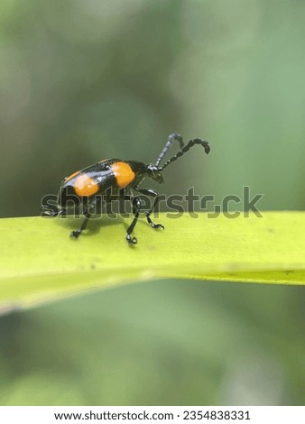 Macro view of a orange and black weevil beetle on a green leaf