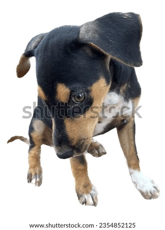 Black puppy isolated in white background