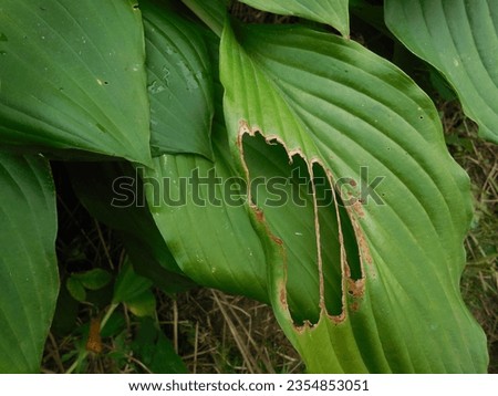 A large green leaf of an ornamental garden herbaceous host plant, the holes are made by plant pests (caterpillar or slug).