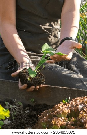 Gardening Family gardeners plant a plant in the ground.Agroculture.plants garden, farming, freelance, work at home, slow life, mood Agriculture, gardening cottagecore, ecology,agrarian life Royalty-Free Stock Photo #2354853091
