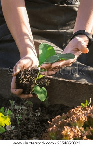 Gardening Family gardeners plant a plant in the ground.Agroculture.plants garden, farming, freelance, work at home, slow life, mood Agriculture, gardening cottagecore, ecology,agrarian life Royalty-Free Stock Photo #2354853093