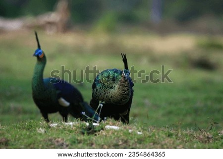Green peafowl in Alas Purwo National Park, East java, Indonesia.