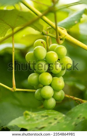 bunch of grapes ripening on the bush