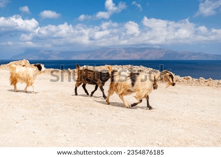 Beautiful sandy beaches, mountain scenery and atmospheric towns on the island of Crete, Greece. Picturesque landscapes and sea scenery. Greek island. Greek landscapes. Landscape photography. 