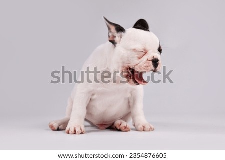 Yawning black and white pied French Bulldog dog puppy  Royalty-Free Stock Photo #2354876605