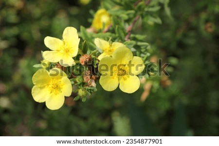 The pale yellow flowers of Potentilla fruticosa 'Katherine Dykes' Royalty-Free Stock Photo #2354877901
