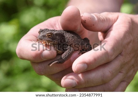 Man holding a toad in his hands