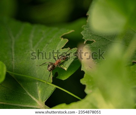 Ants feast on the found treat Royalty-Free Stock Photo #2354878051