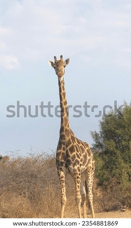 Giraffe looking at the camera 