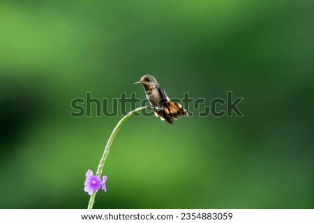 Minimalist photo of a cute baby Tufted Coquette hummingbird, lophornis ornatus, perched on a vine with a flower 
