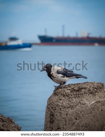 A crow sits on a pier stone and ships in the background