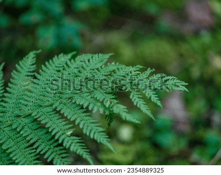 green summer foliage textured background with tree leaf and shadows
