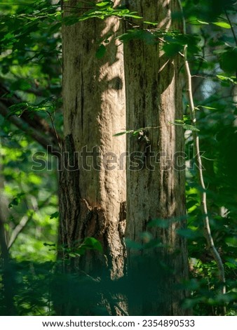 tree trunks with bark in summer forest sunlight in foliage background