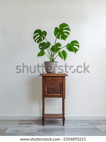 Swiss Cheese Plant or Monstera deliciosa in a gray flower pot on an old wooden table, home gardening and connecting with nature Royalty-Free Stock Photo #2354893211