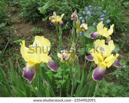 macro photo with a decorative floral background of a flower of a herbaceous bulbous iris plant in a European park for landscape design as a source for prints, posters, wallpaper, decor, interiors