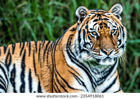 Gorgeous Tiger, the picture was taken on August 30, 2023, near Belgrade.
