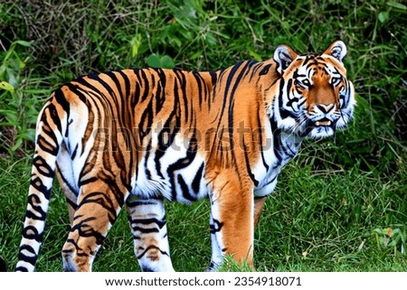 Gorgeous Tiger, the picture was taken on August 30, 2023, near Belgrade.