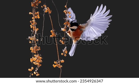 Beautiful black background Brown and Grey Hummingbird Hovering over Orange Fruit
