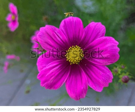this is a picture of a beautiful pink flower with a wasp on top of it 
picture taken with google pixel phone 