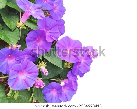 Image of a Blue flower of Morning Glory cut out. Ipomoea, in the garden isolated on background.