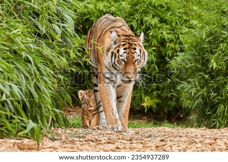Tiger cub walking with his mother, amur tiger (Panthera tigris) Royalty-Free Stock Photo #2354937289