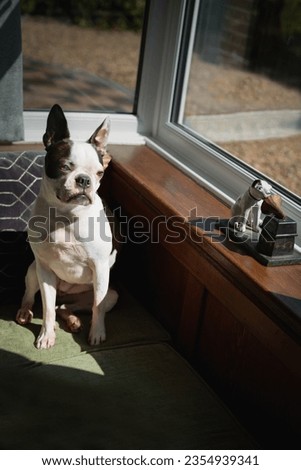 Boston Terrier sitting on a window bench seat looking out of a bay window. A model of a dog is on the windowsill. 